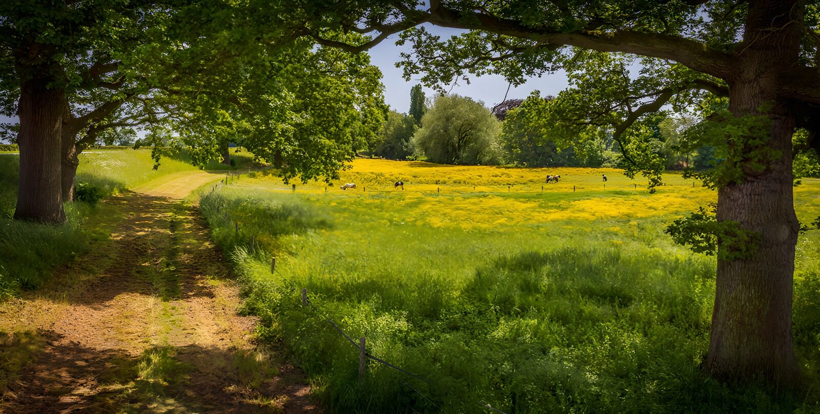 TPES68113: Camino entre árboles y pradera al sol