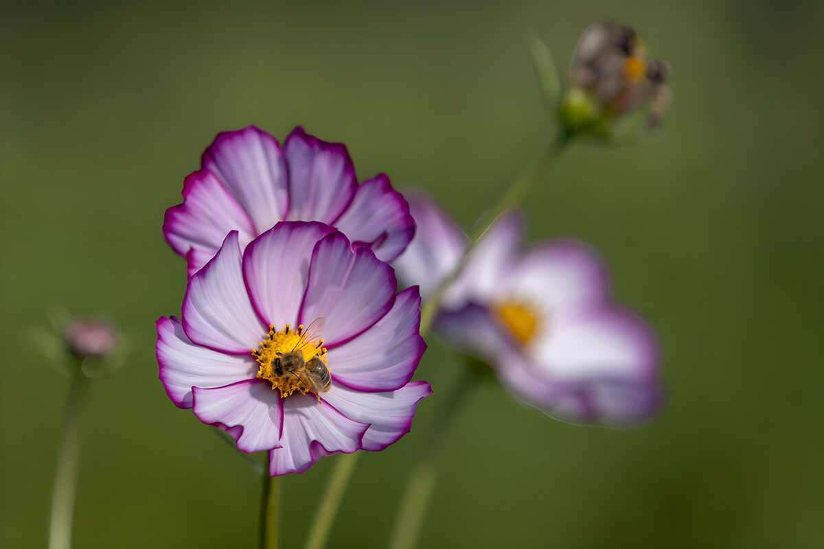 Abeja sobre un cosmos blanco y morado