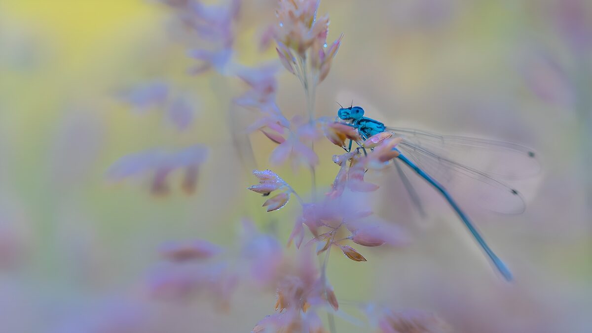 Caballito del diablo azul entre flores