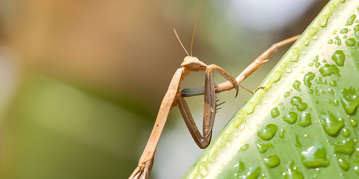 Mantis marrón junto a una hoja con gotas