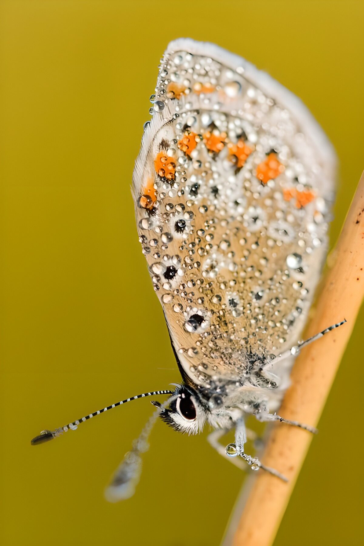 Mariposa con gotas sobre fondo amarillo
