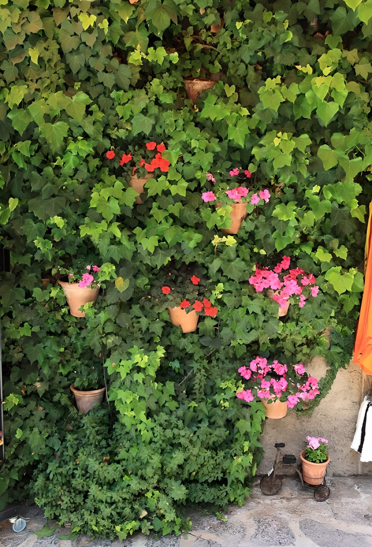 TPES92828: Pared de hiedra con macetas en flor