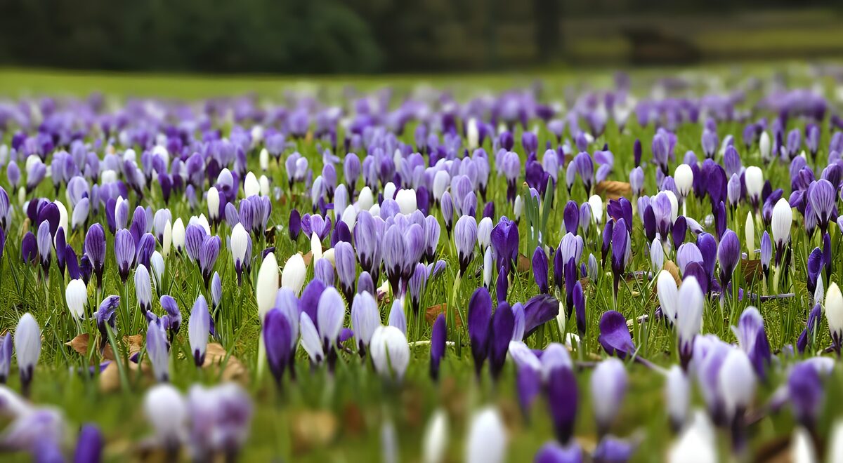Crocus blancos y morados bajo una luz suave