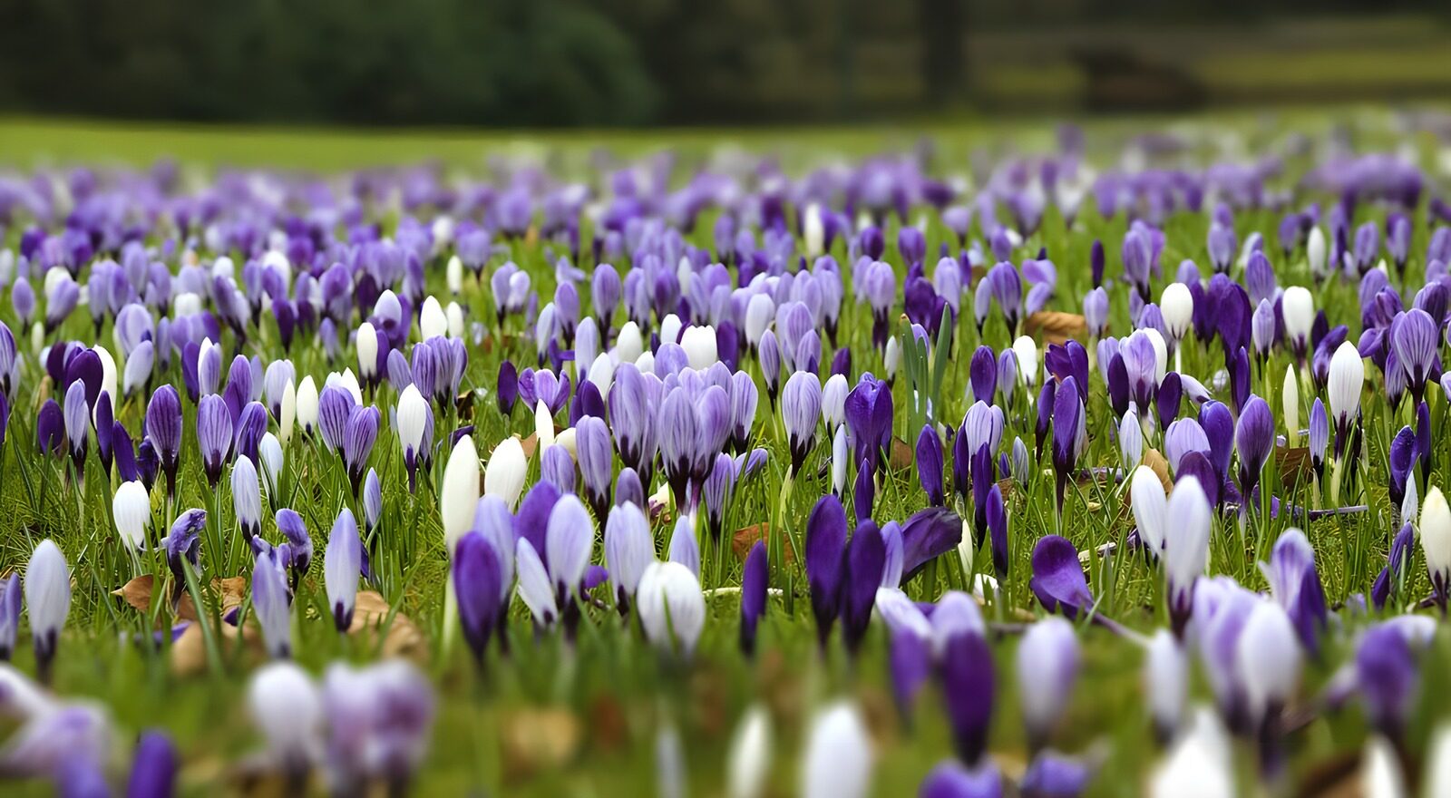TPES61055: Crocus blancos y morados bajo una luz suave