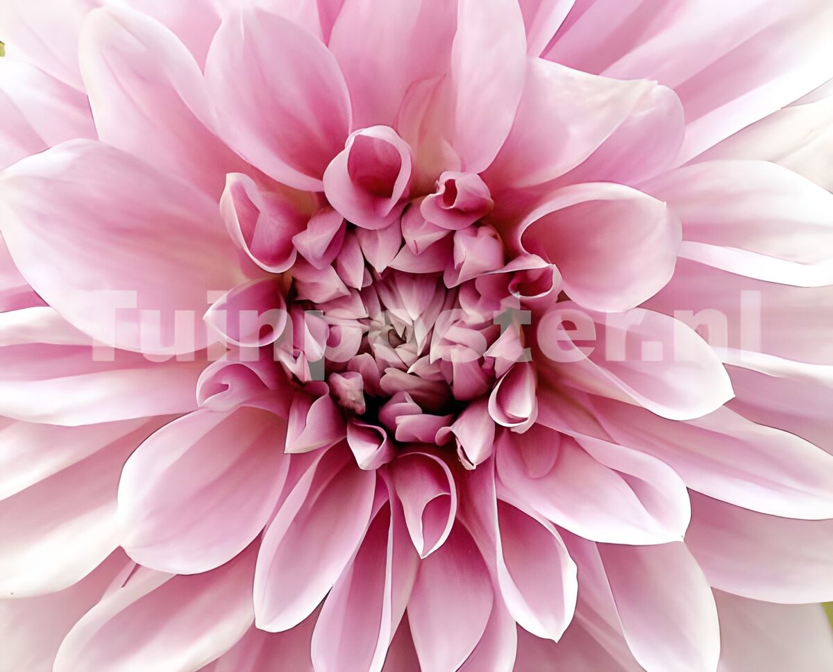 Dalia rosa en un suave primer plano