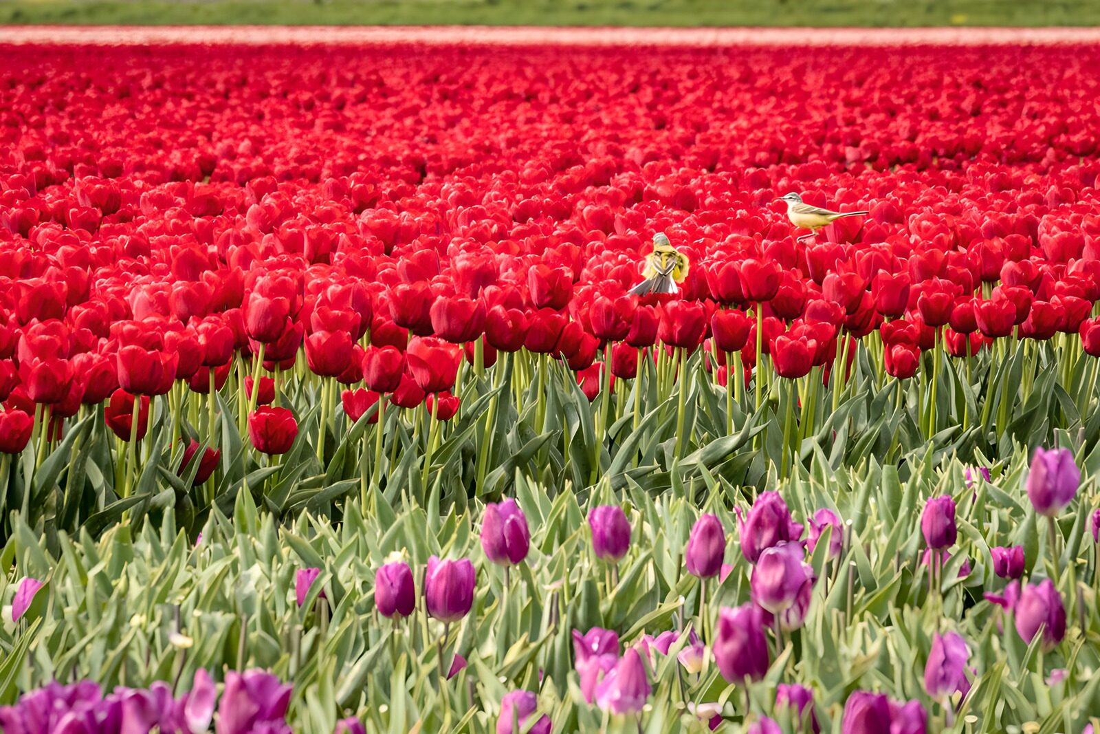 TPES60216: Tulipanes rojos y morados con pájaros