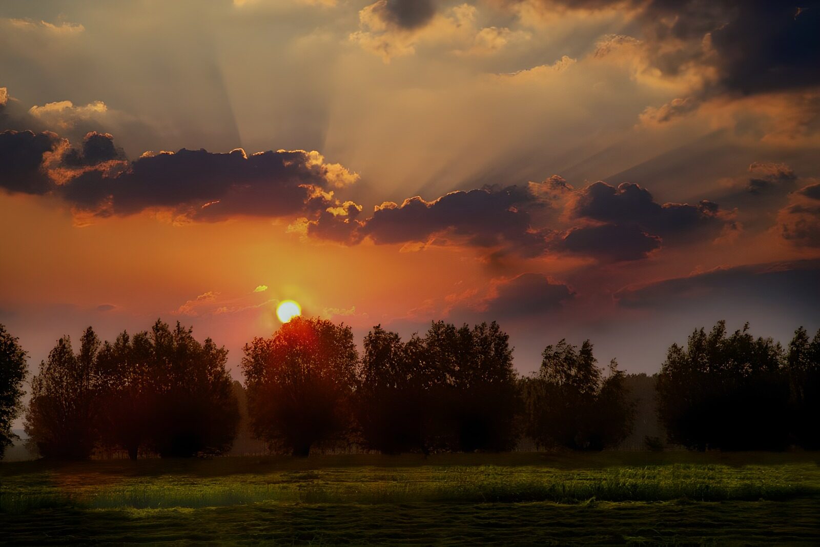 TPES62840: Atardecer sobre árboles y pradera