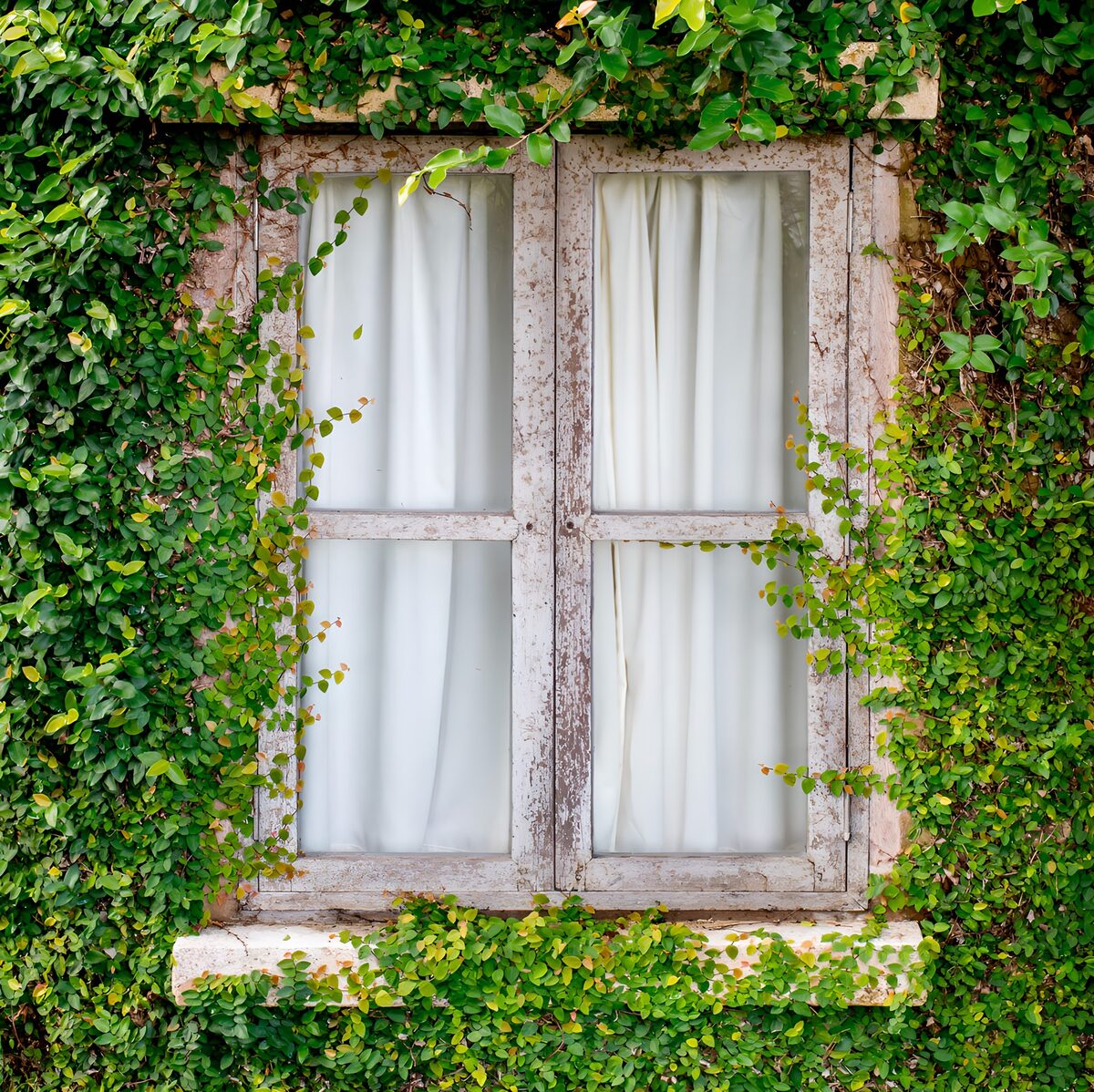 Ventana antigua rodeada de hiedra