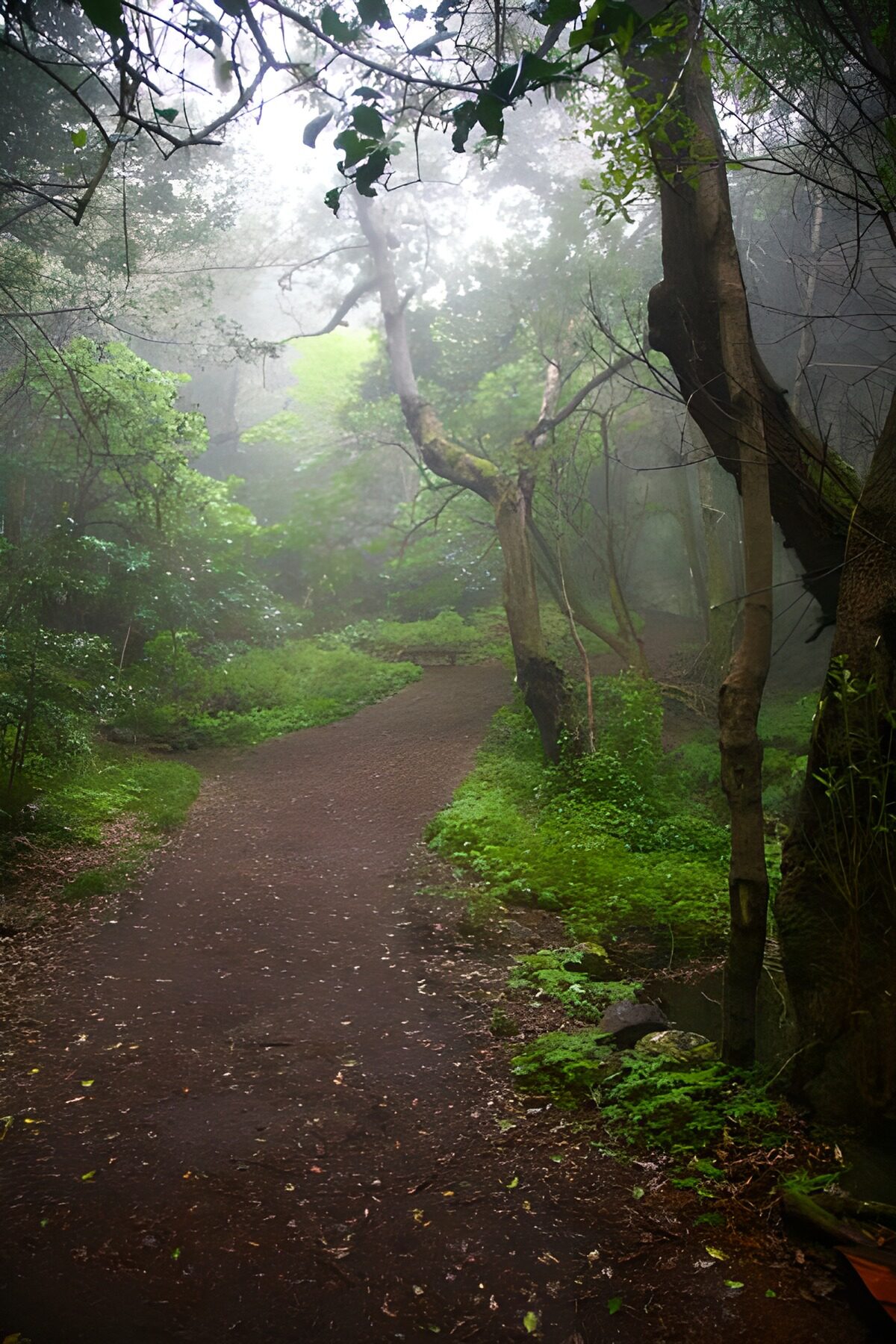 TPES99021: Sendero entre árboles y niebla