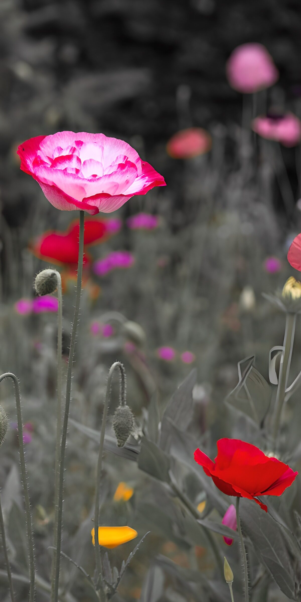 TPES23358: Amapolas rosas y rojas entre grises