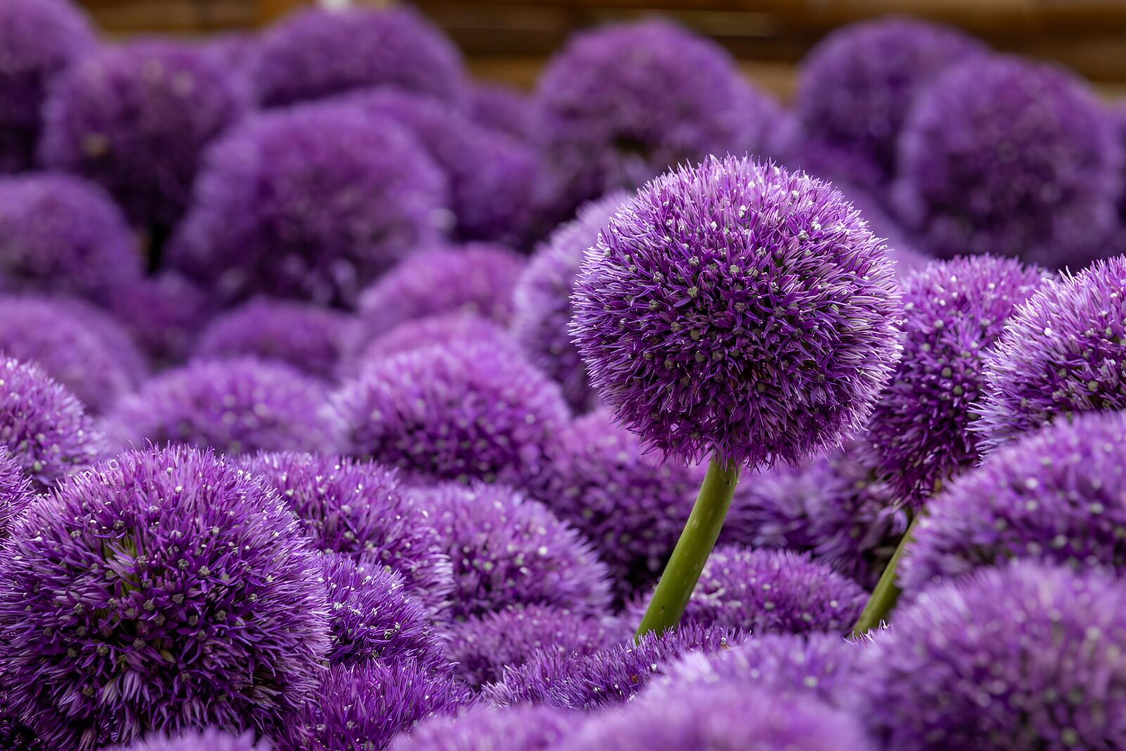 TPES42400: Flores moradas de cebolla ornamental