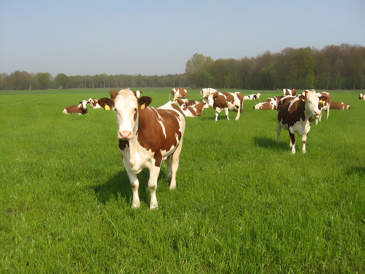 Vacas rojizas y blancas en la pradera