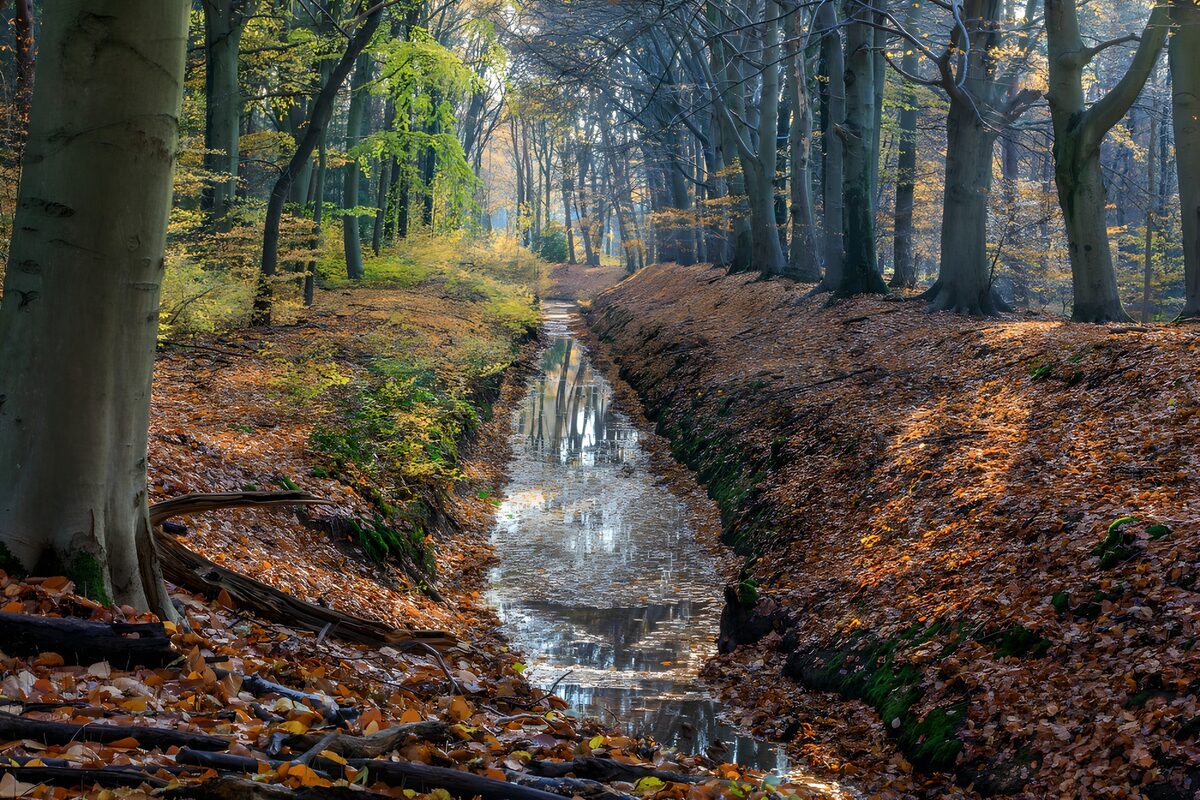 Zanja en calma en un bosque de otoño