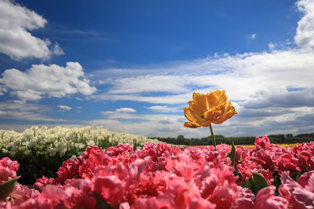 Tulipán naranja entre tulipanes rosas