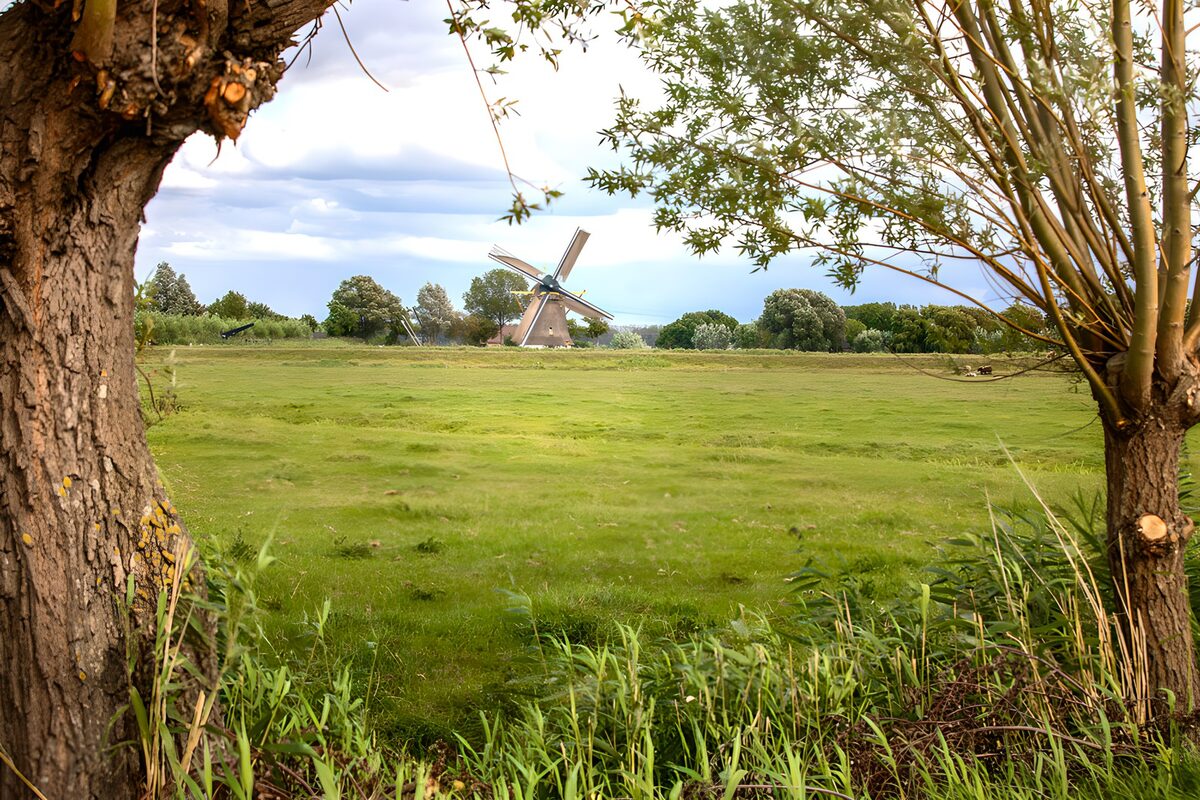 TPES91484: Molino de viento tras la pradera verde