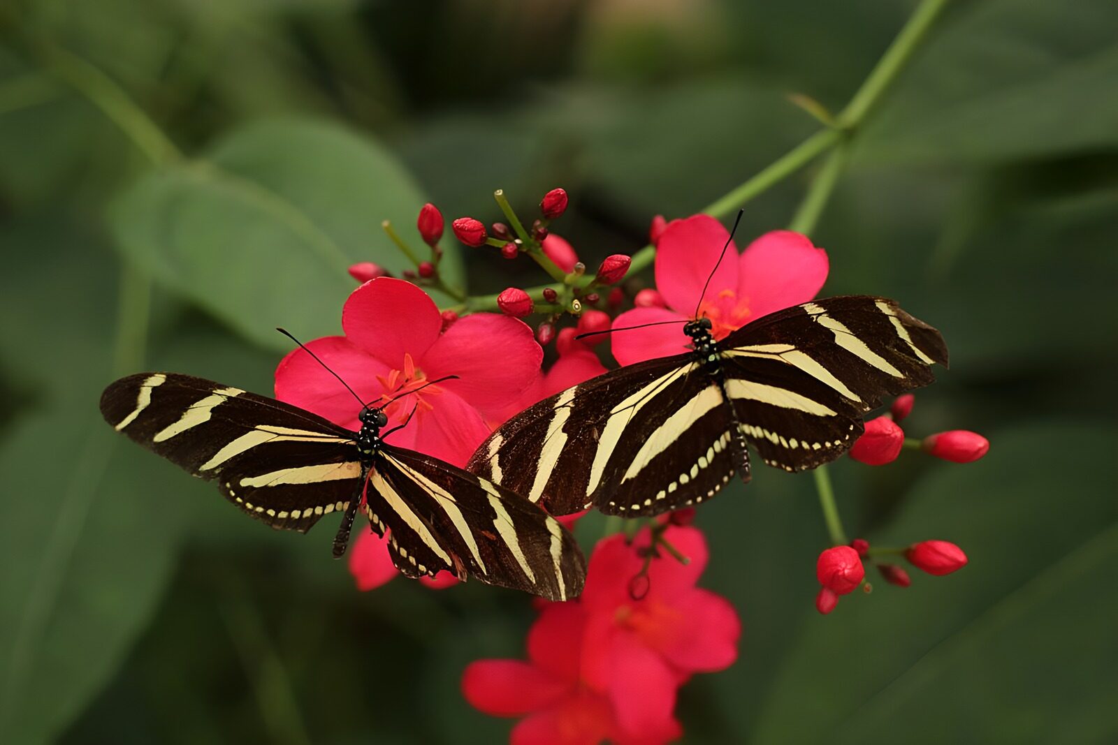 TPES28994: Dos mariposas sobre flores rosas