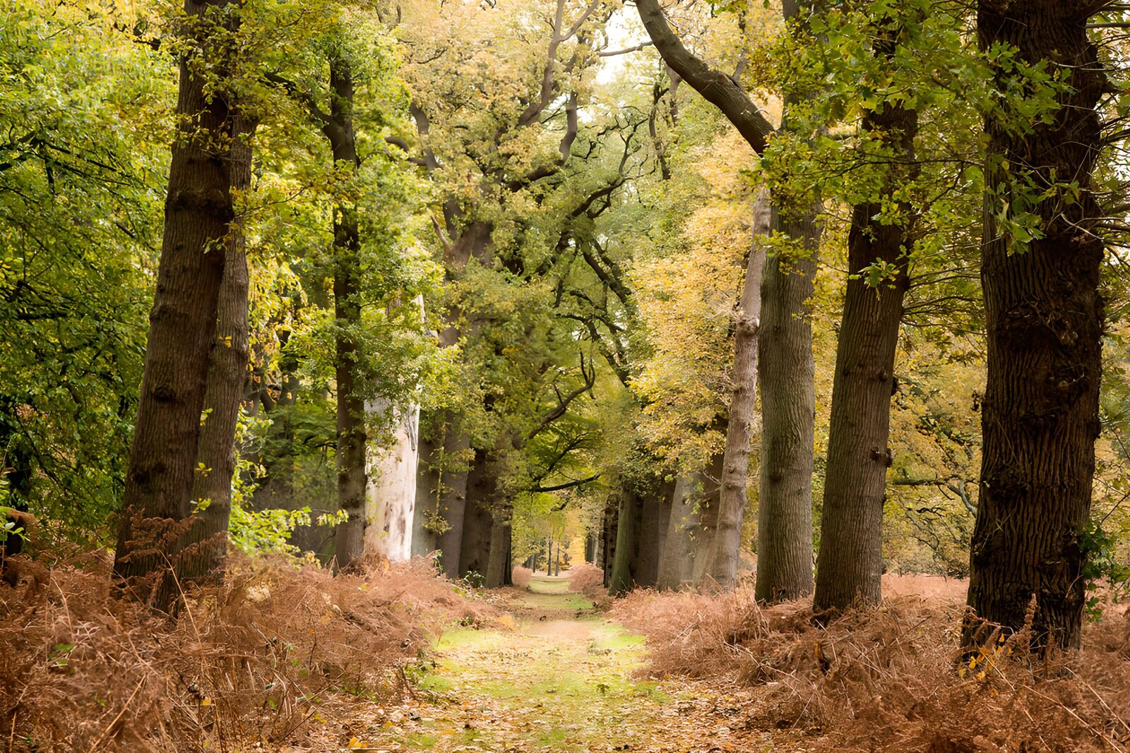 TPES27287: Sendero de otoño entre grandes árboles
