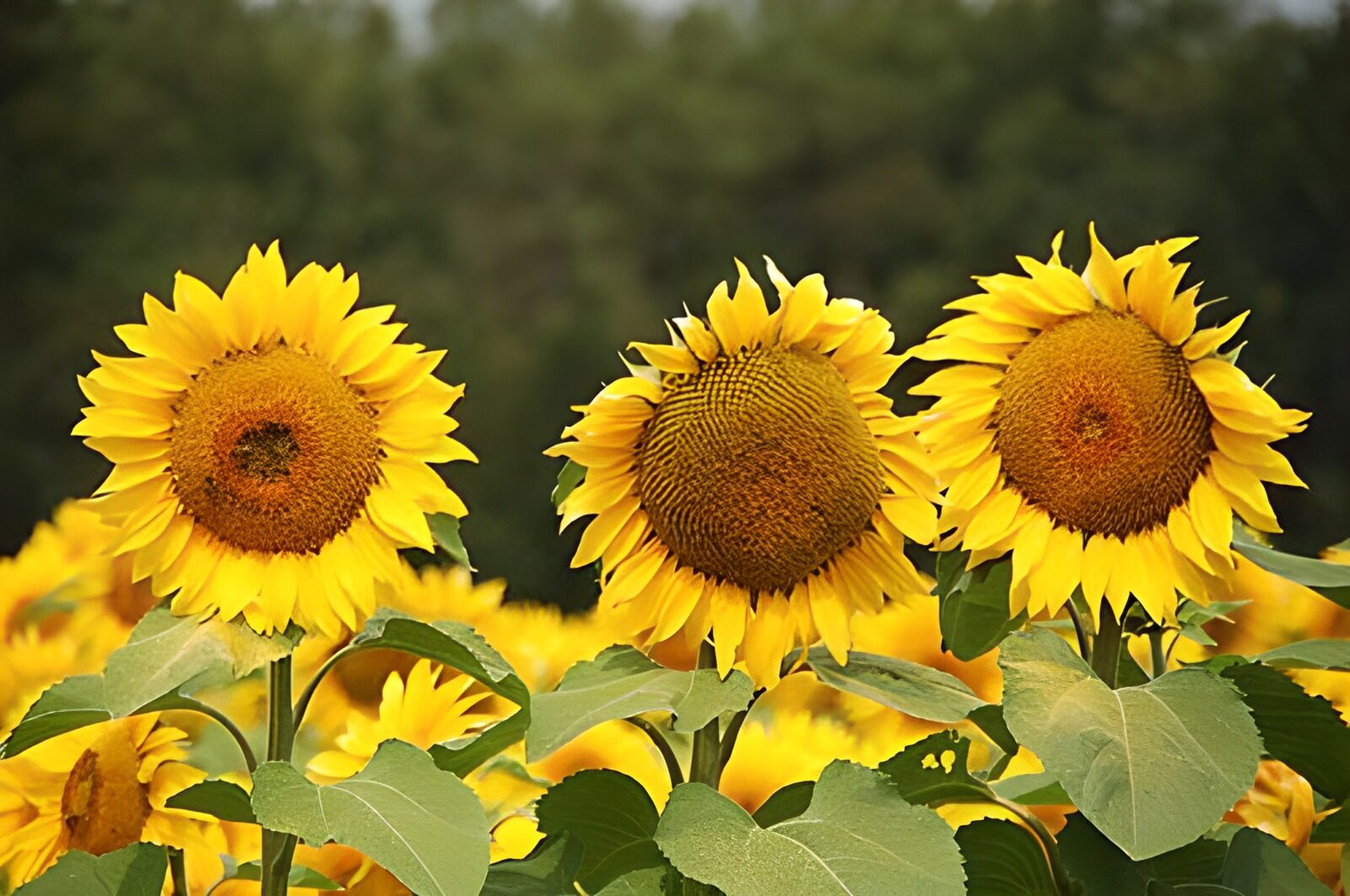 TPES89979: Tres girasoles en un campo soleado