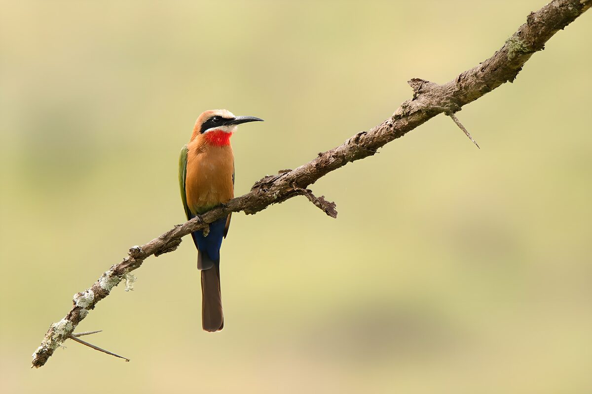 Abejaruco de colores sobre una rama