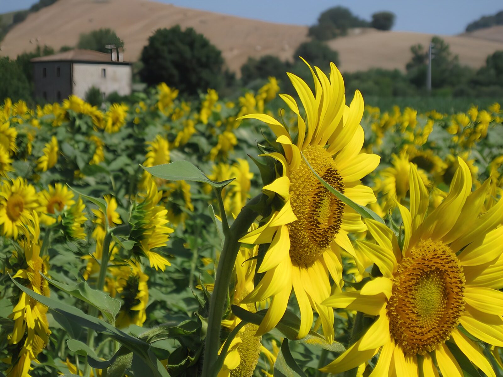 TPES80463: Campo de girasoles bajo el sol