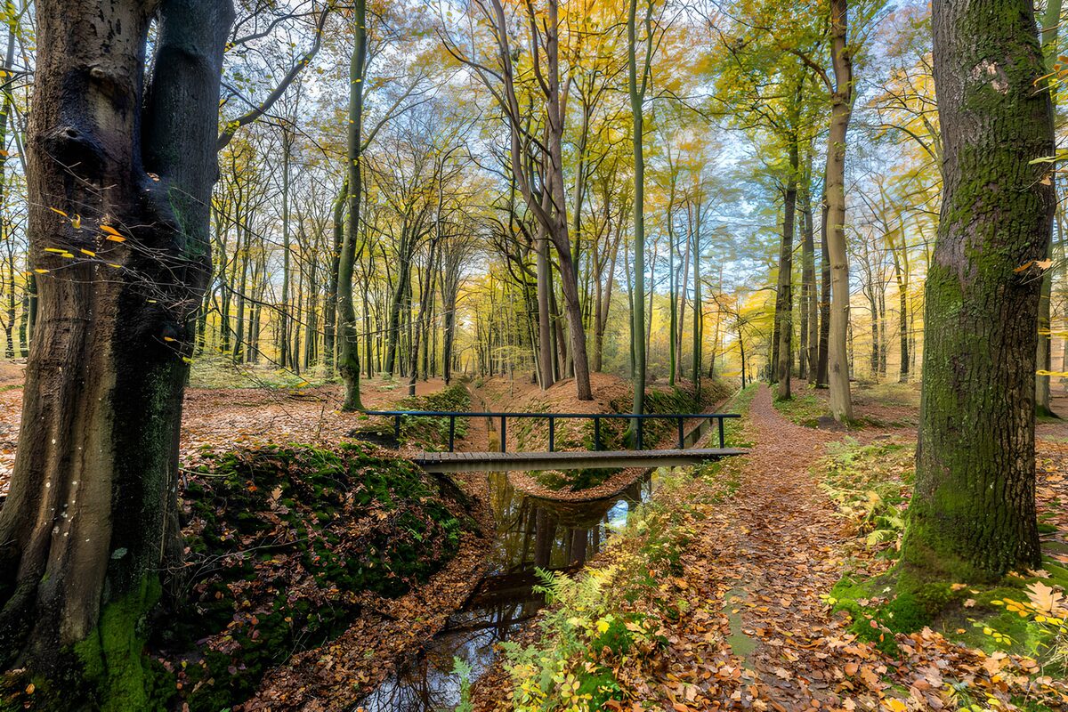 Puente de madera en el bosque otoñal