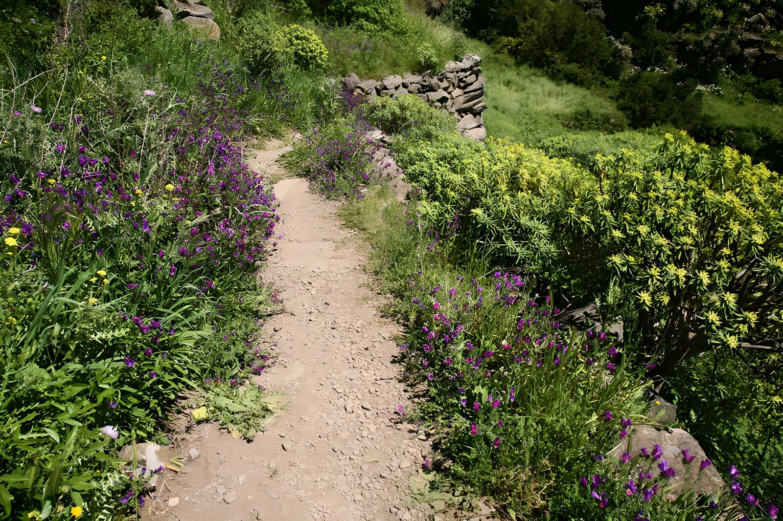 TPES58743: Sendero entre flores moradas