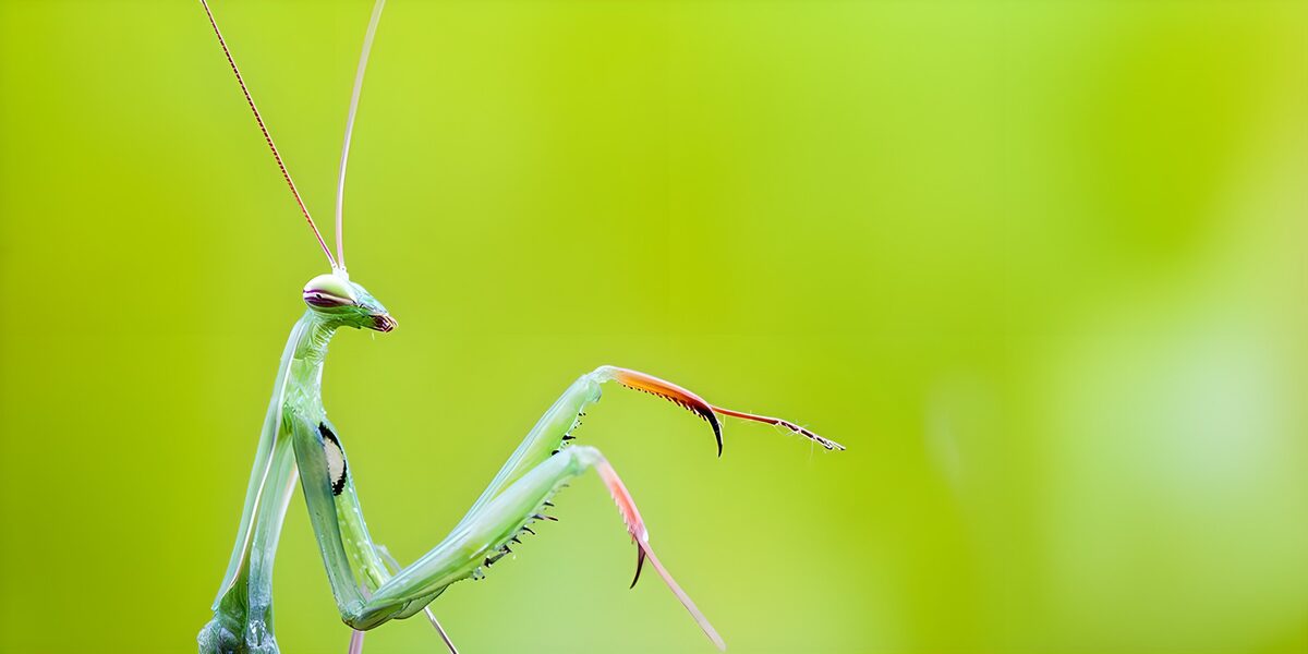 Mantis verde en primer plano