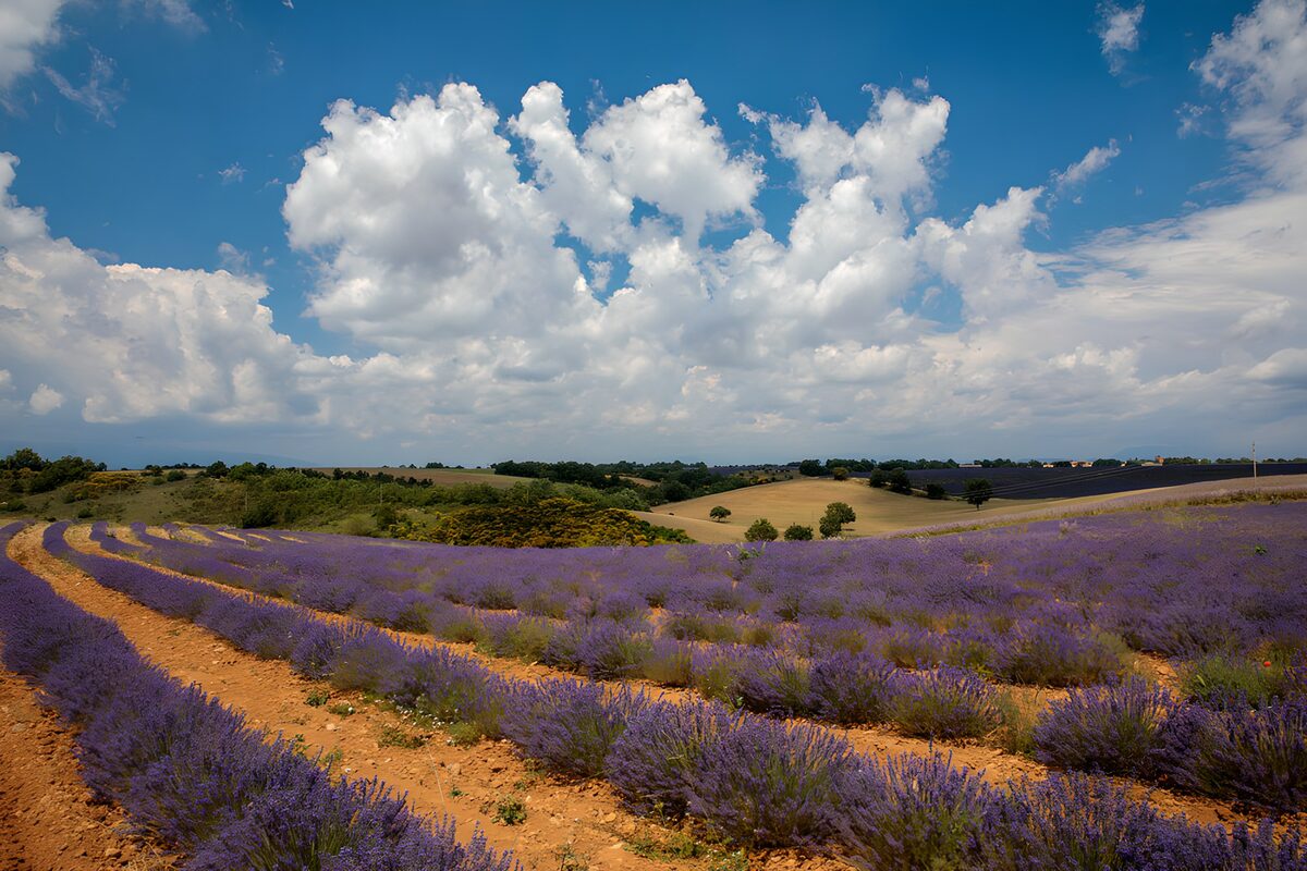 Campo de lavanda bajo un cielo de verano
