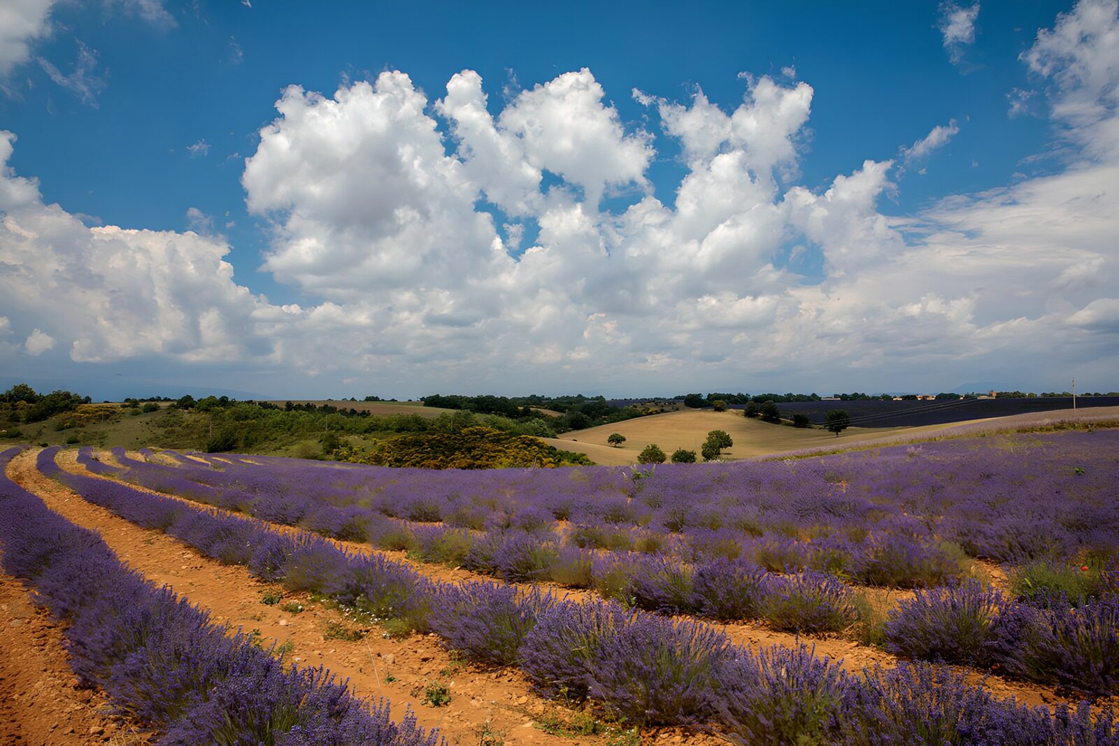 TPES60490: Campo de lavanda bajo un cielo de verano