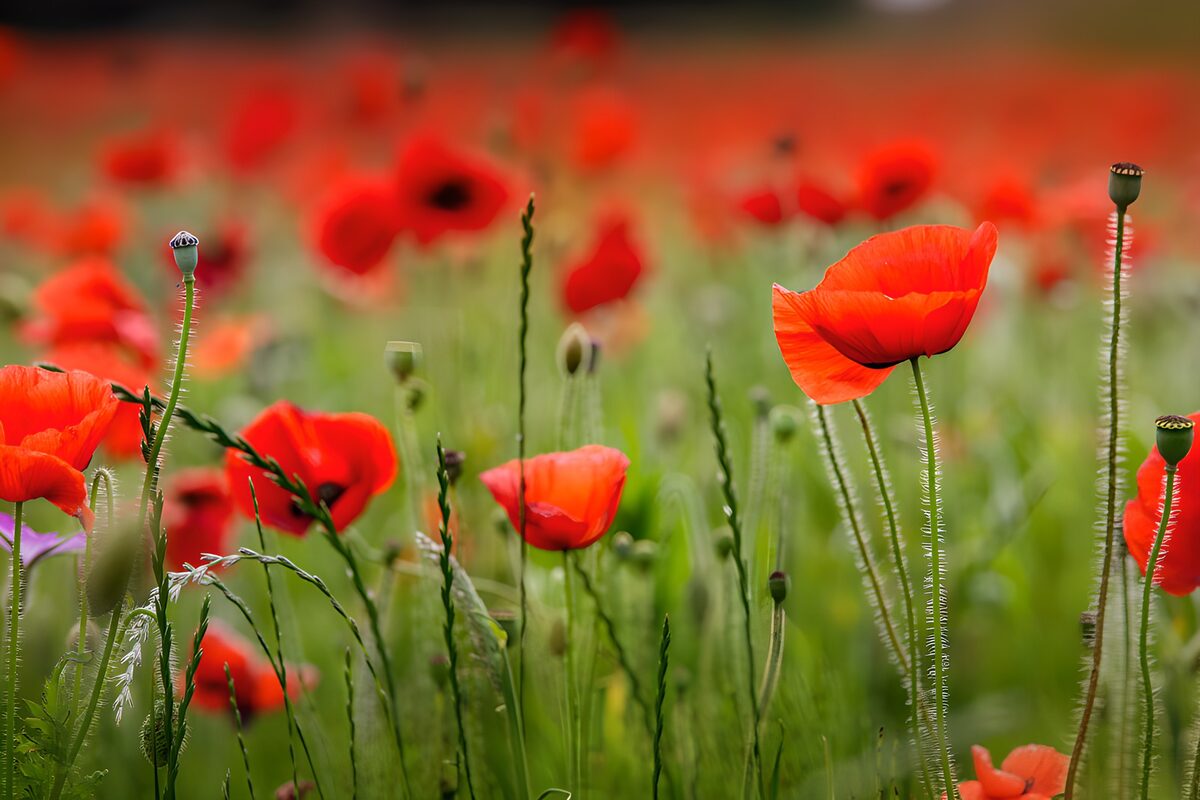 Amapolas rojas entre la hierba verde