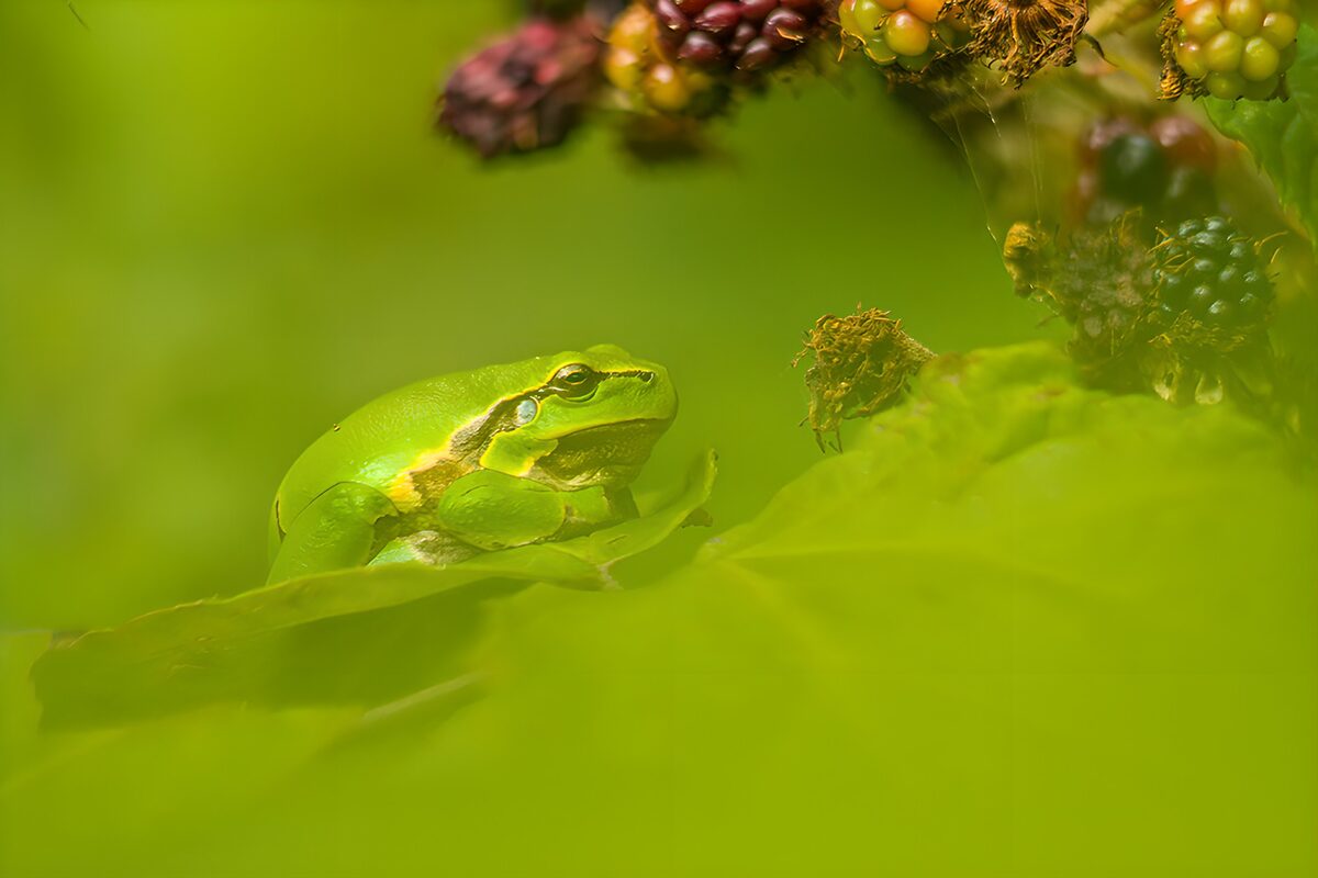 Rana verde entre hojas y moras