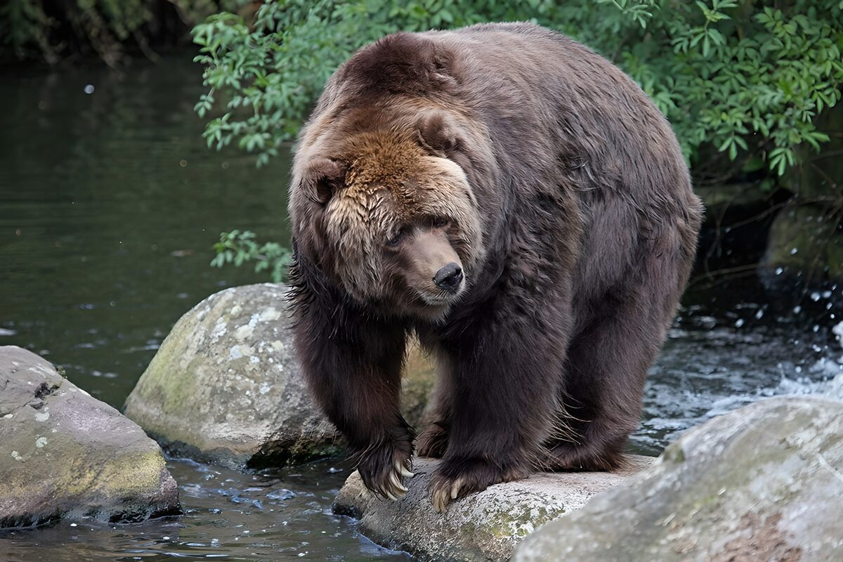 Oso pardo entre rocas y agua