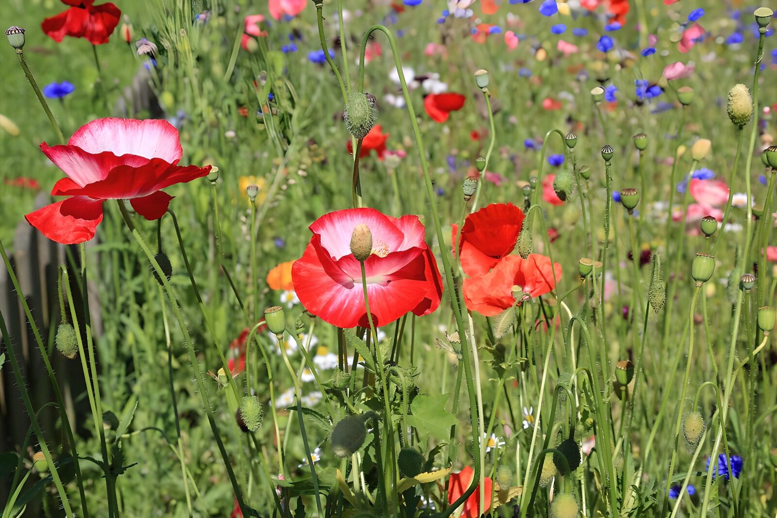 TPES28110: Amapolas con pétalos de luz
