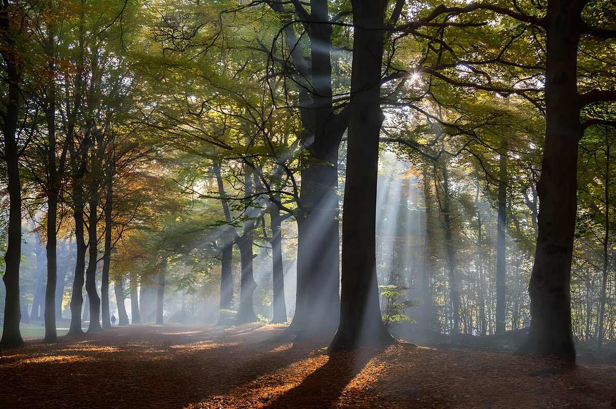 Bosque de otoño entre rayos de sol