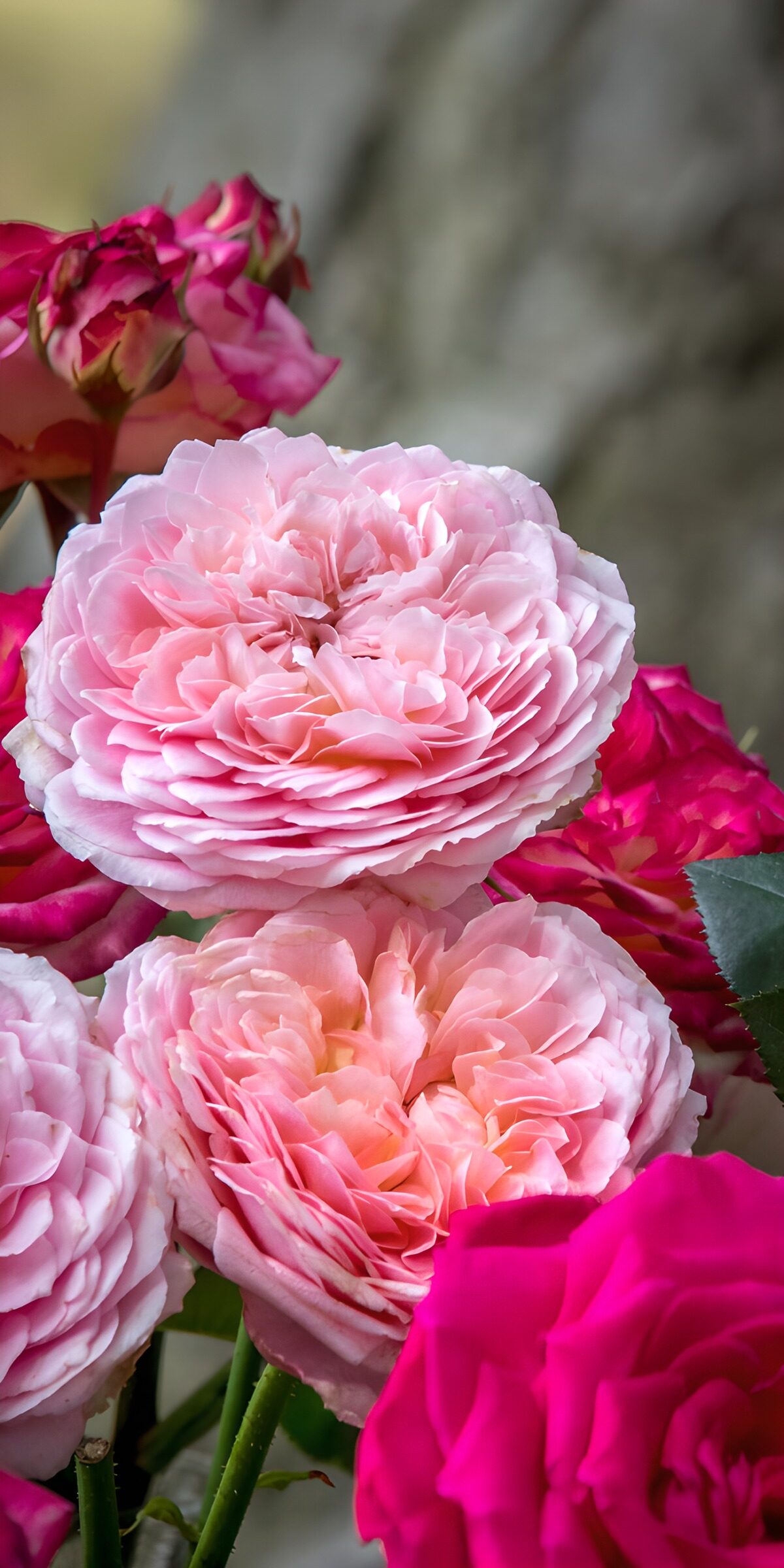 Rosas en rosa pálido y fucsia