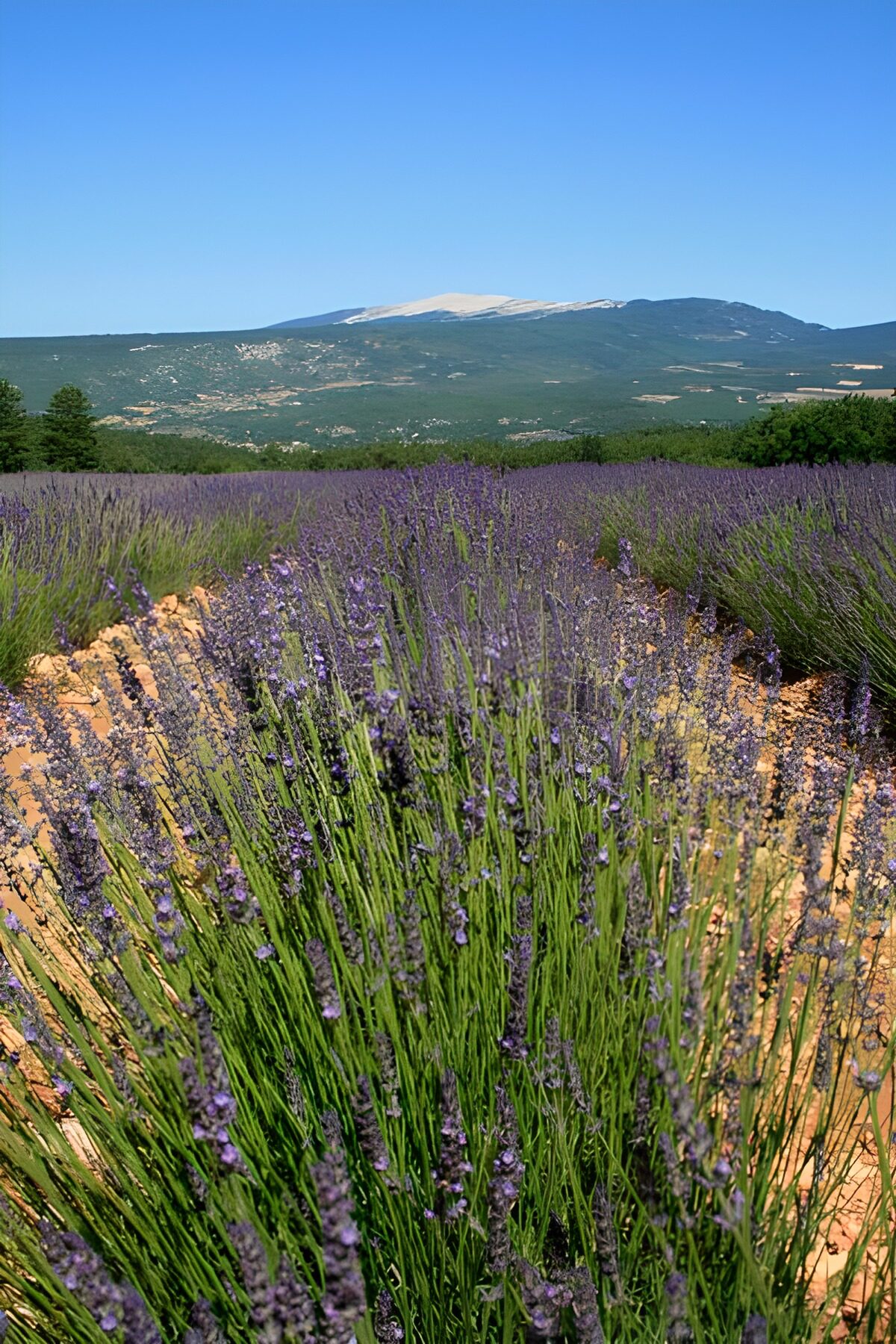 TPES11975: Lavanda entre la tierra y el azul