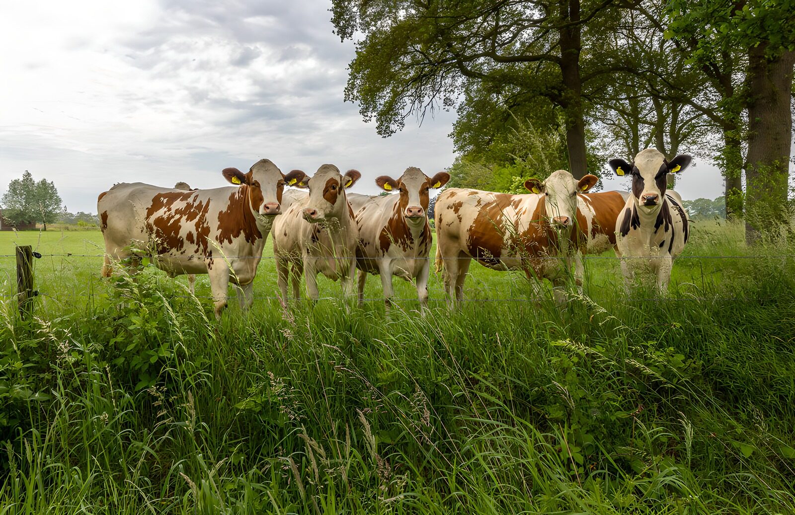 TPES68304: Cinco vacas entre la hierba alta