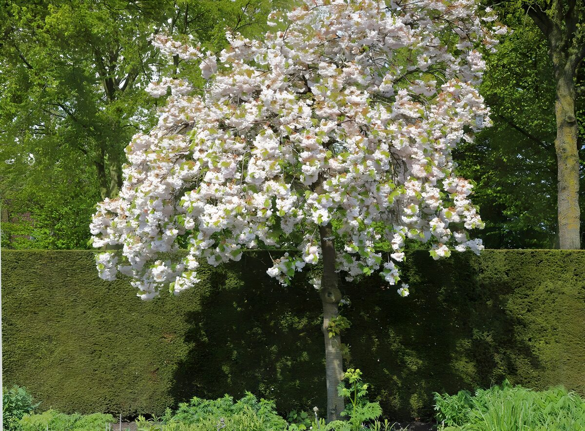 TPES61129: Árbol de flores blancas al sol