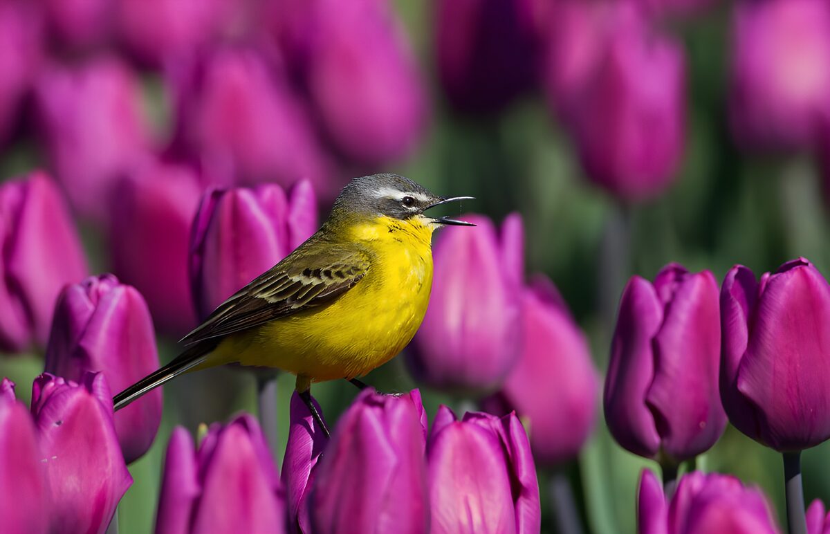 Lavandera entre tulipanes morados al sol