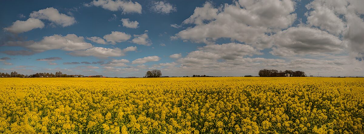 TPES30601: Campo de flores amarillas bajo las nubes