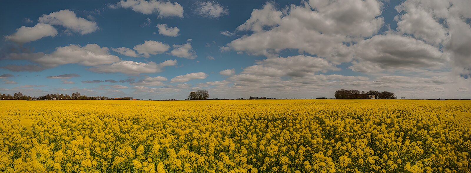 TPES30601: Campo de flores amarillas bajo las nubes