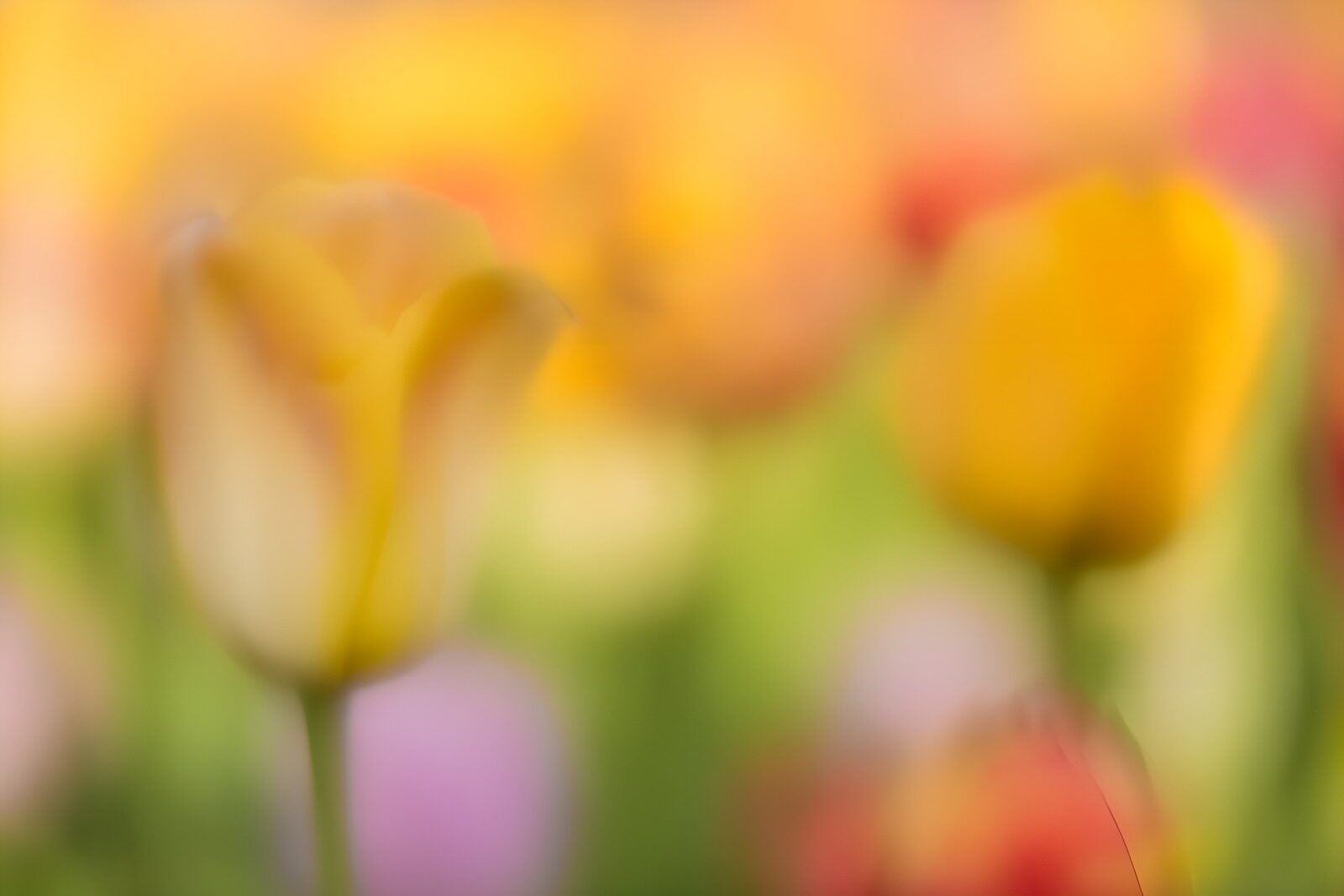 TPES94625: Tulipanes amarillos en un suave desenfoque