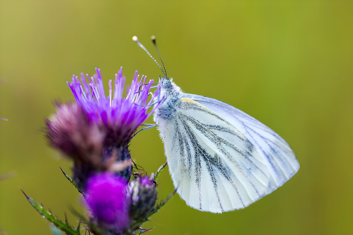 Mariposa blanca sobre un cardo morado