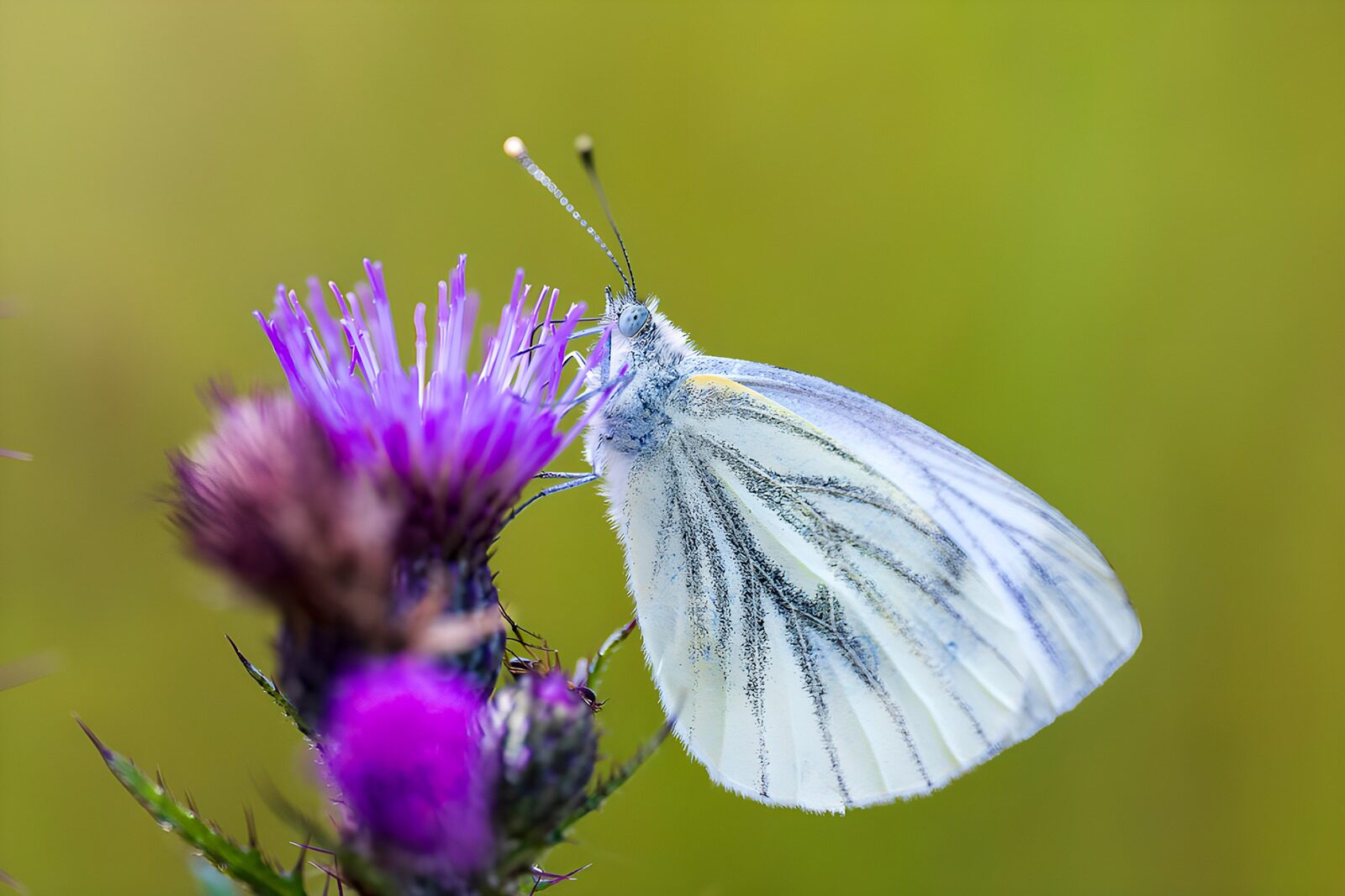 TPES84595: Mariposa blanca sobre un cardo morado