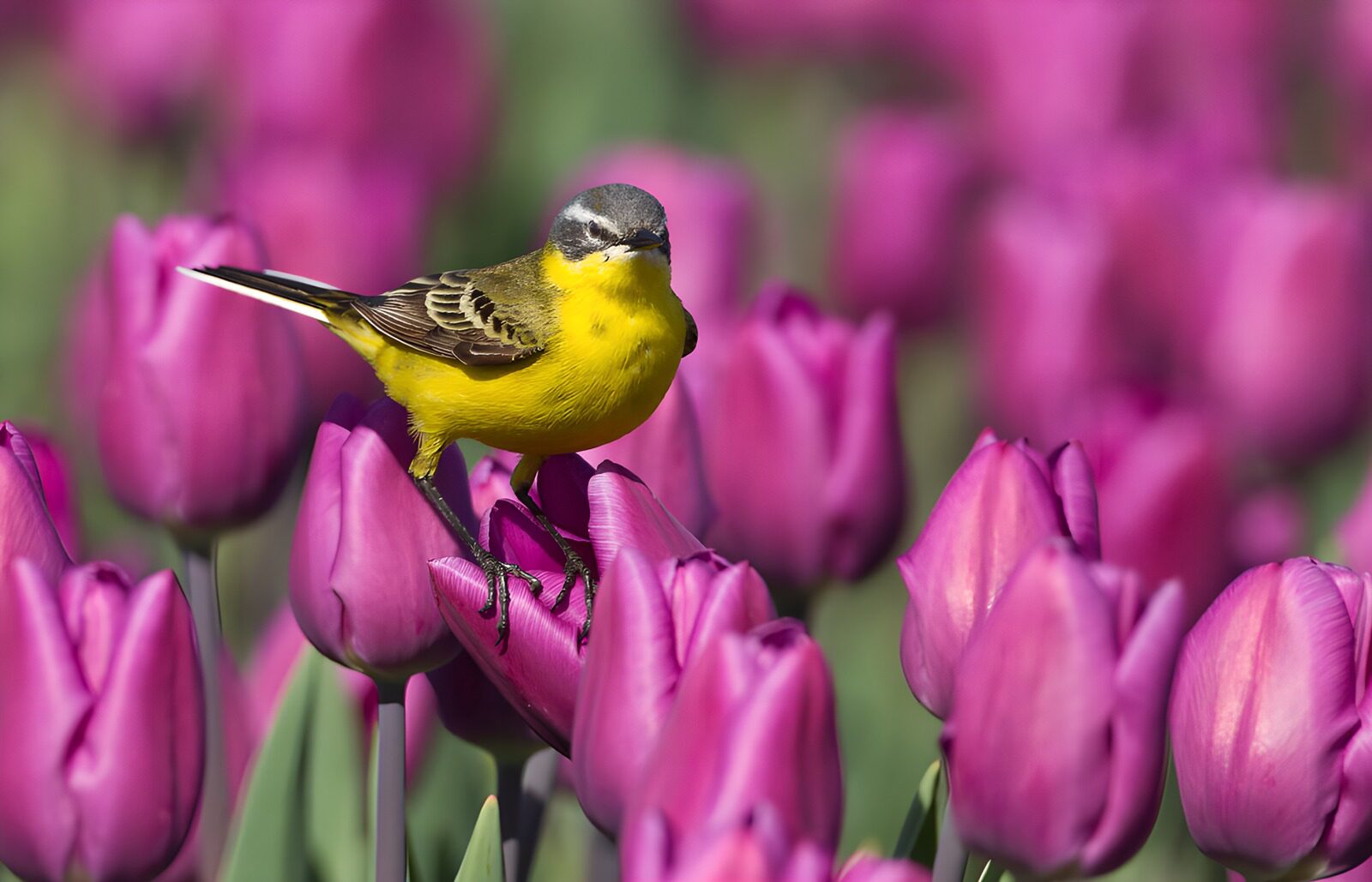 TPES42438: Lavandera boyera sobre un tulipán morado