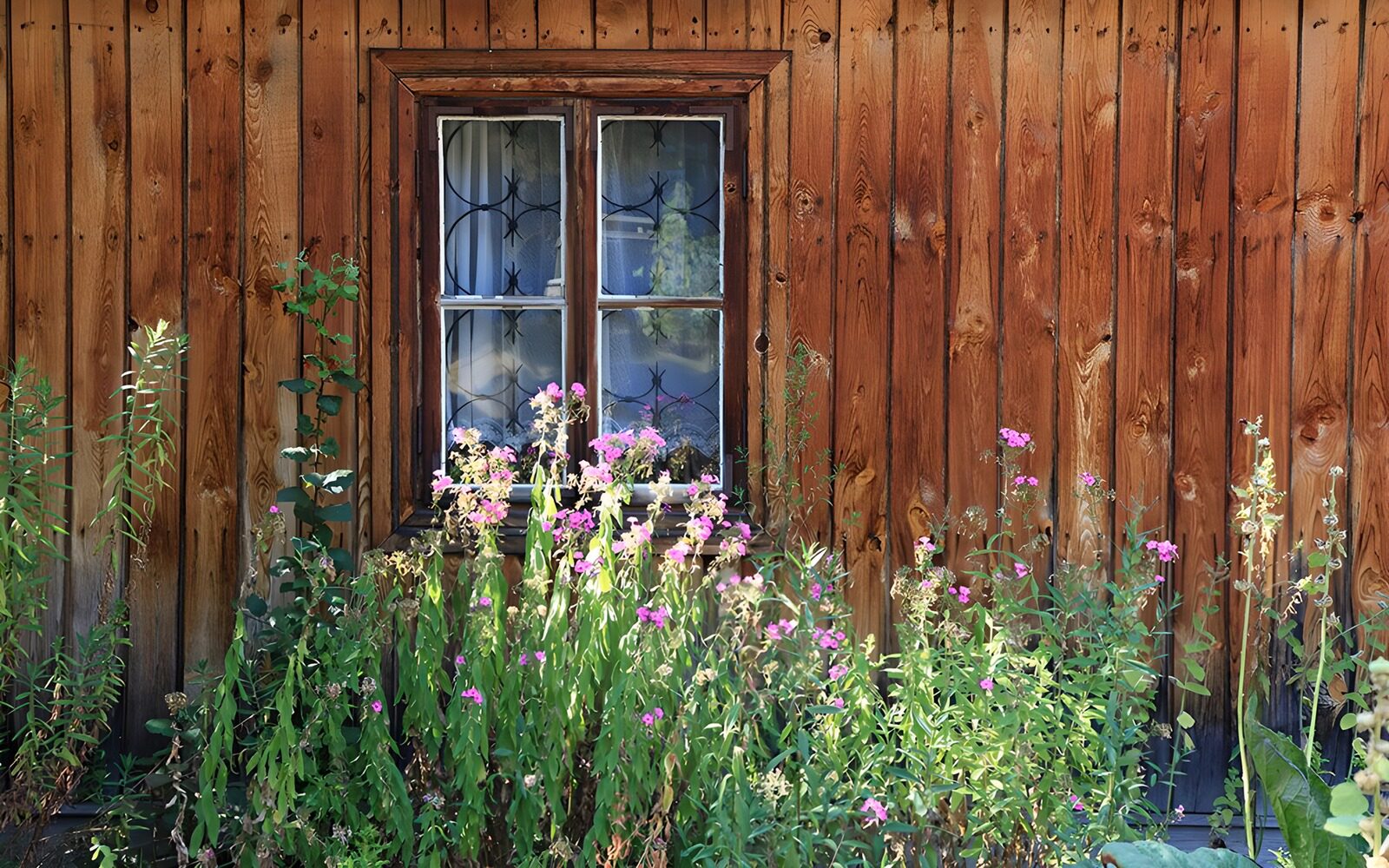 TPES79409: Ventana rústica entre flores