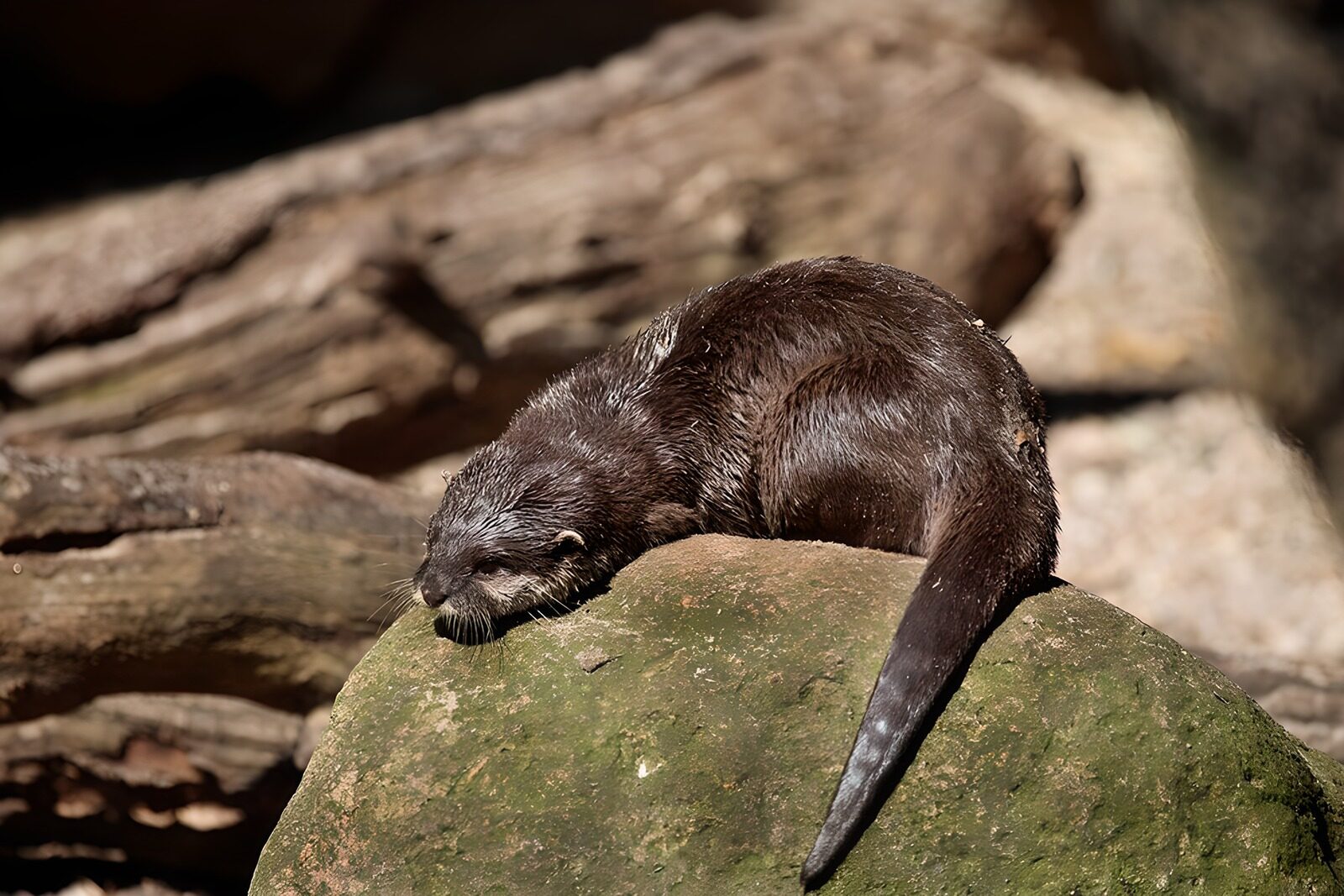 TPES93238: Nutria descansando sobre una roca al sol