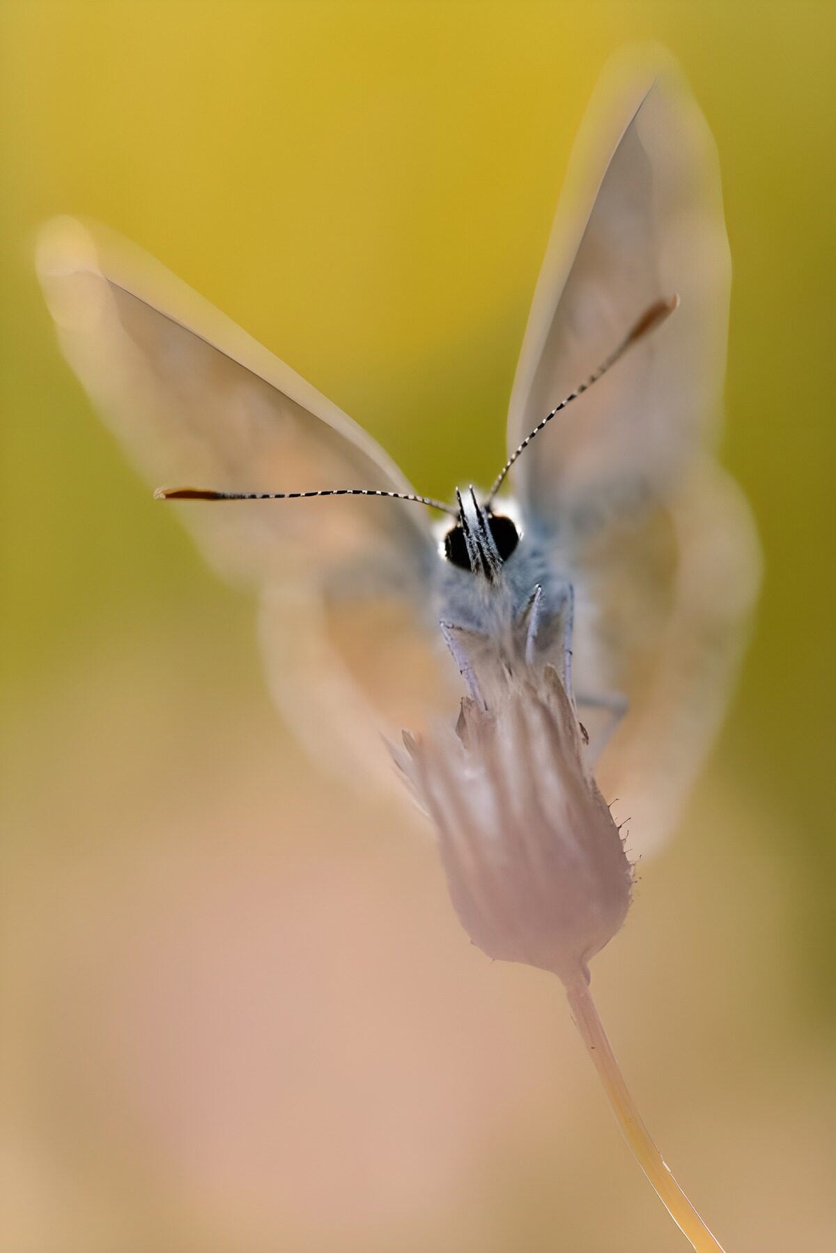 Mariposa blanca en primer plano