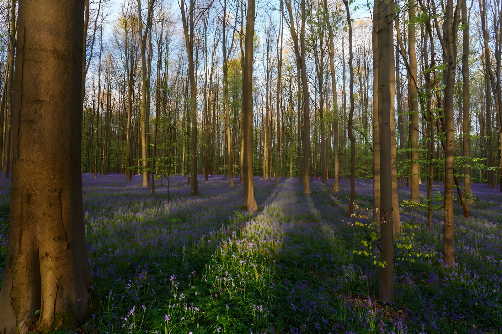 TPES81344: Bosque de campanillas bajo el sol