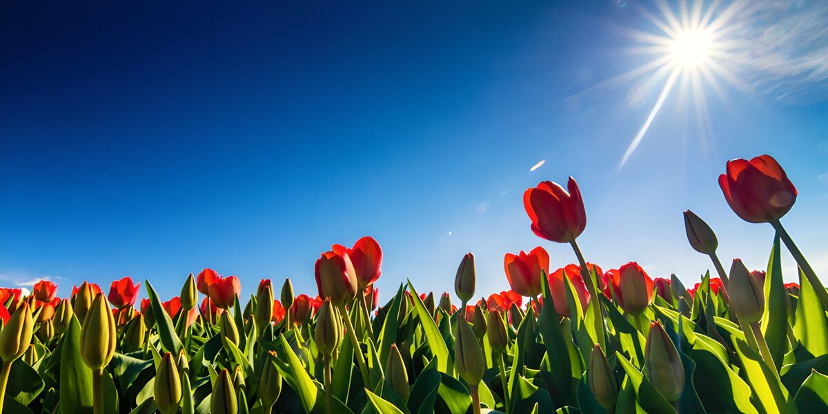 Tulipanes rojos bajo un cielo azul
